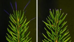 Tree Tops Sparkle With Electricity During Thunderstorms