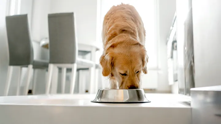 Pet Food Recall Highlights Ongoing Salmonella Safety Risks in the U.S.