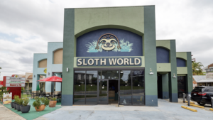 Florida Halts Sloth Imports After Dozens of Deaths at Orlando Facility