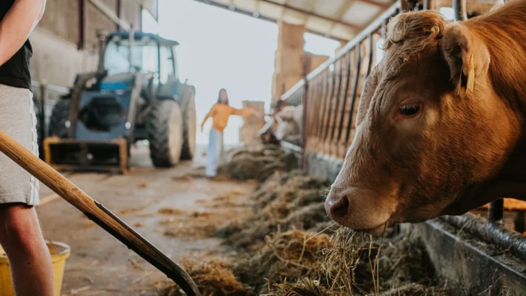 U.S. Detects First New World Screwworm Case in Decades — What Ranchers and Officials Are Doing Next